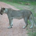 ZMB NOR SouthLuangwa 2016DEC10 NP 053 : 2016, 2016 - African Adventures, Africa, Date, December, Eastern, Month, National Park, Northern, Places, South Luangwa, Trips, Year, Zambia